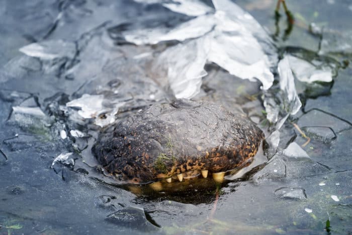 Alligator snout emerging from icy water