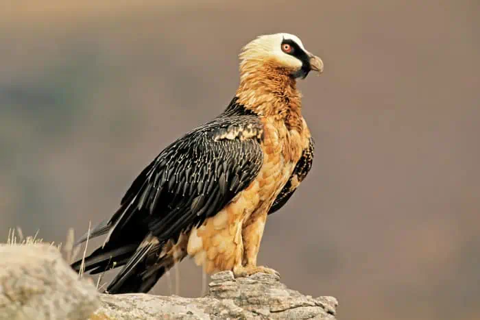 Bearded vulture perched on a rock, South Africa