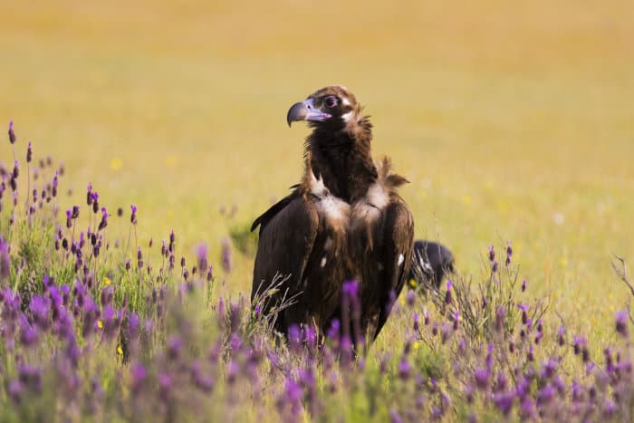Cinereous vulture portrait, in field of purple flowers