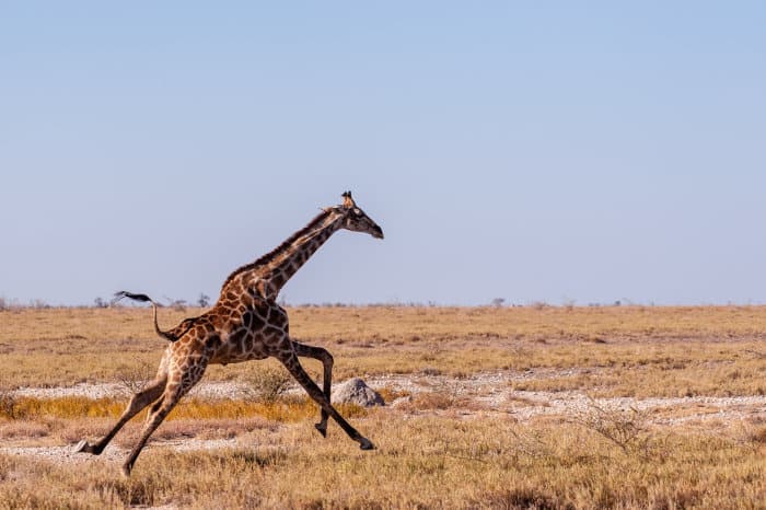 Giraffe galloping at full speed, with legs extended