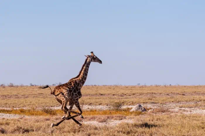 Giraffe running at top speed, Etosha