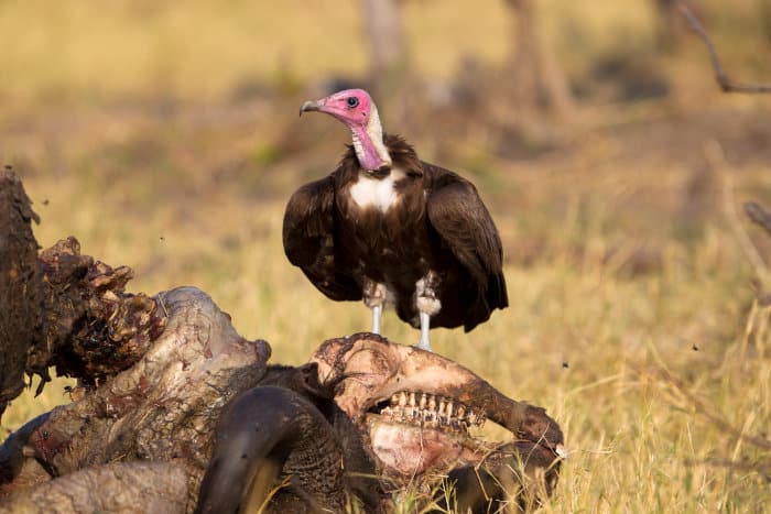 Hooded vulture on buffalo carcass, Chobe