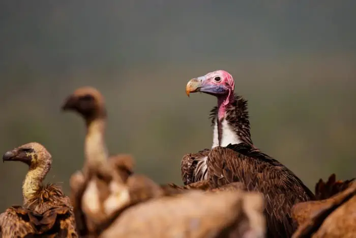 Lappet-faced vulture stands out amongst white-backed vultures
