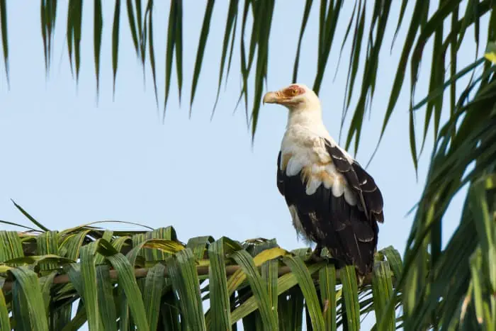 Palm-nut vulture resting in a palm tree
