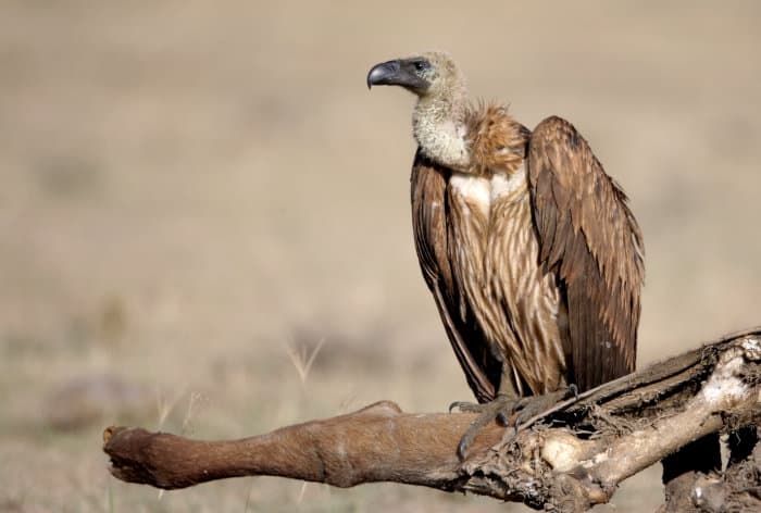 White-backed vulture perched on an animal carcass, Lake Nakuru