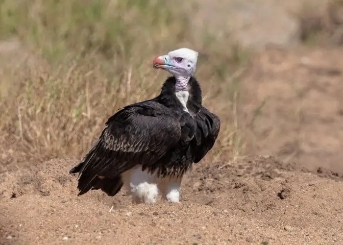 White-headed vulture on the ground