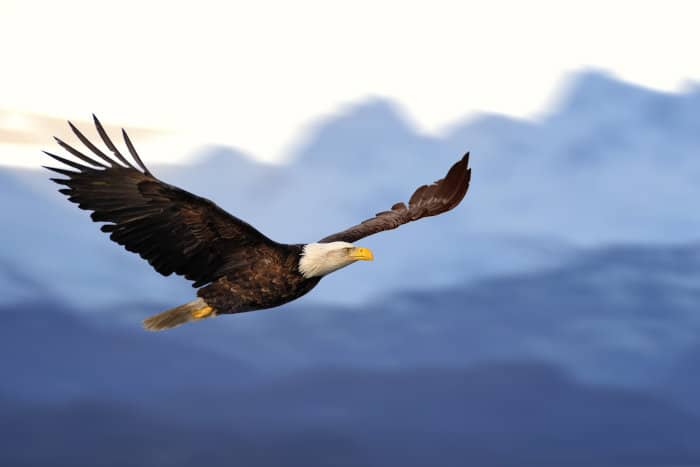 American bald eagle in flight, against Alaskan mountains