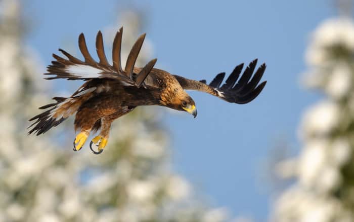 Golden eagle in landing mode