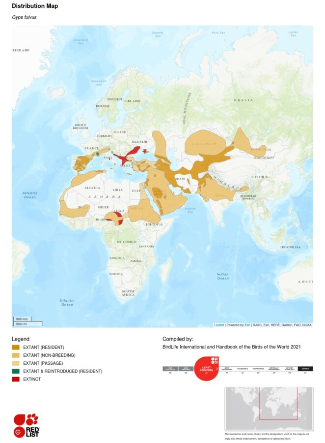 Gyps fulvus distribution map - IUCN Red List