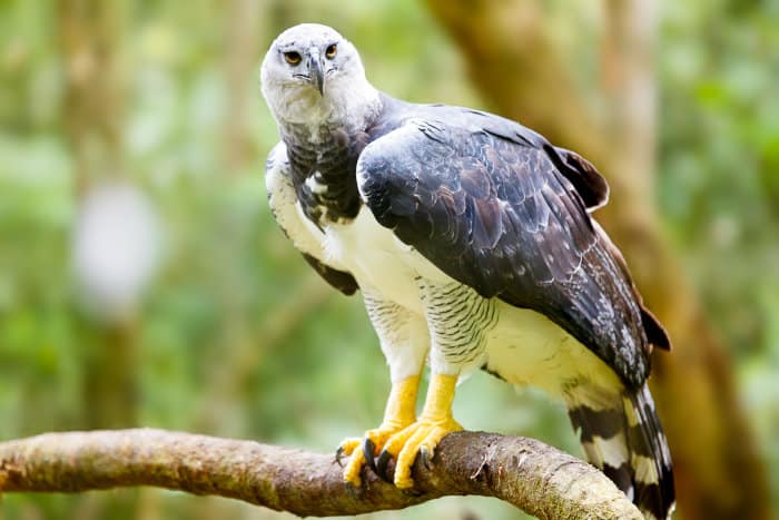 Harpy eagle in the Brazilian rainforest