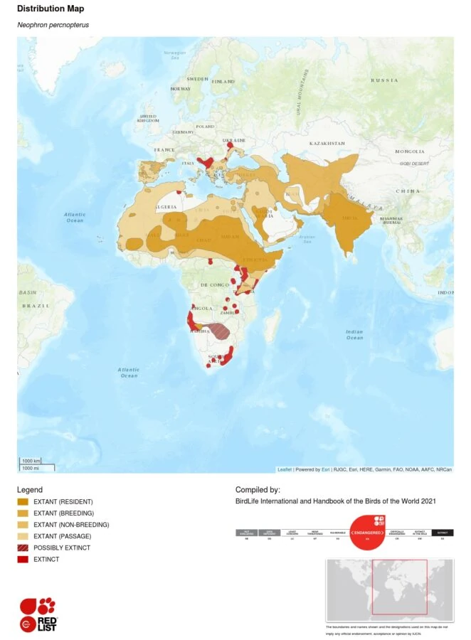 Neophron percnopterus distribution map - IUCN Red List