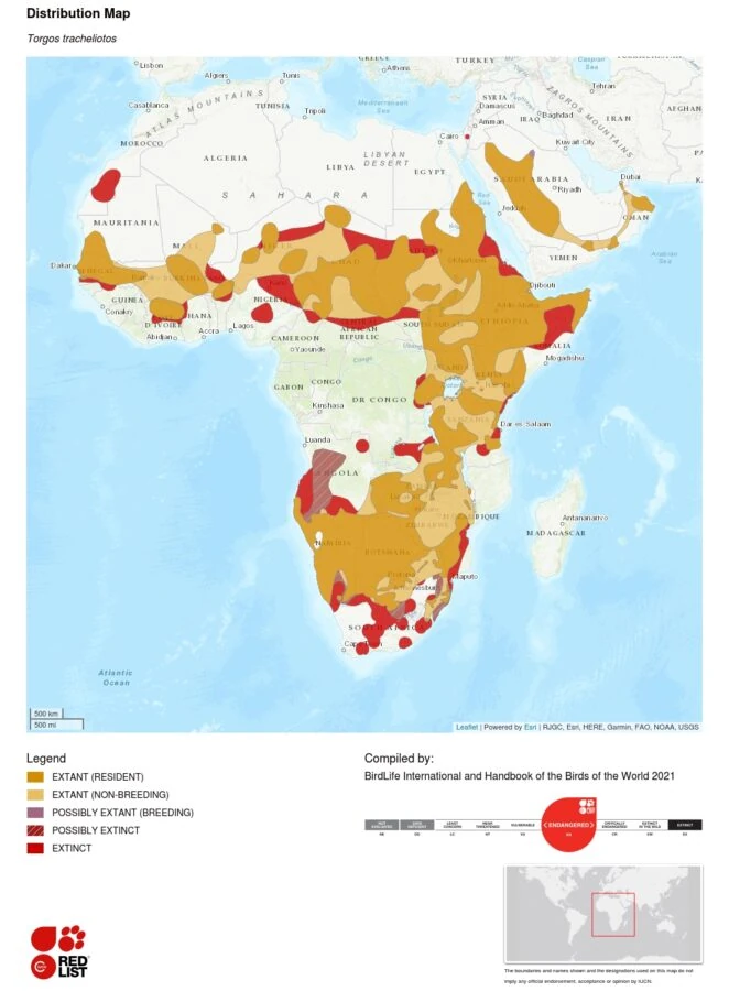Torgos tracheliotos distribution map - IUCN Red List