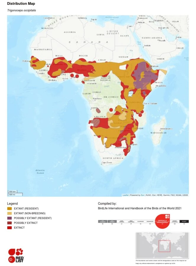 Trigonoceps occipitalis distribution map - IUCN Red List
