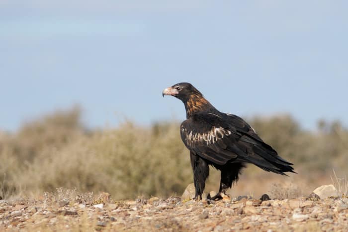 Wedge-tailed eagle on the ground
