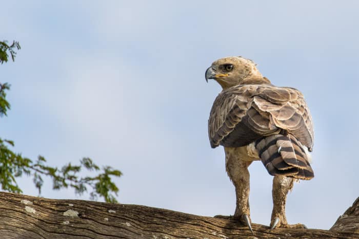 African crowned eagle (immature), Tsavo