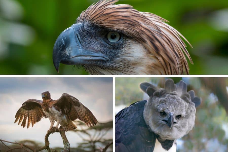 The largest eagles in the world