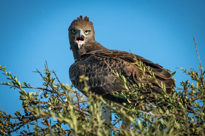 Martial eagle with open beak, calling