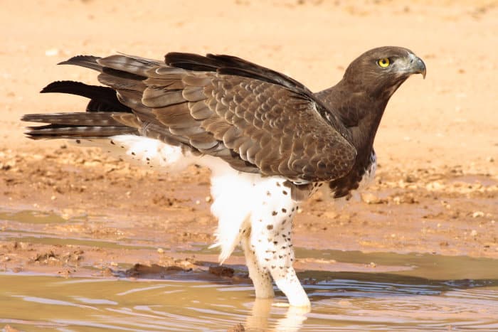 Martial eagle drinking in rain puddle