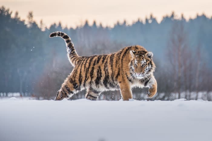 Subadult Siberian tiger in the snow