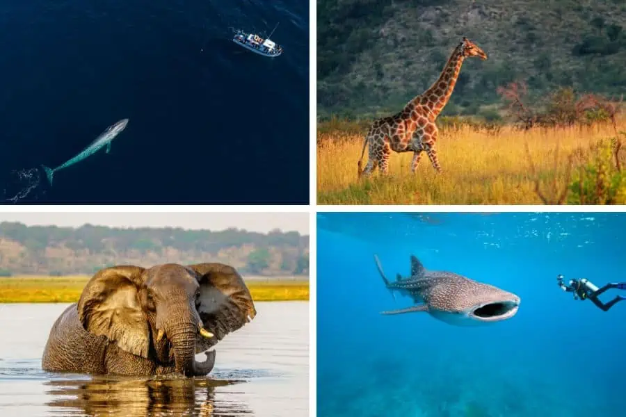 The biggest animals in the world including the blue whale, giraffe, African elephant, whale shark and more