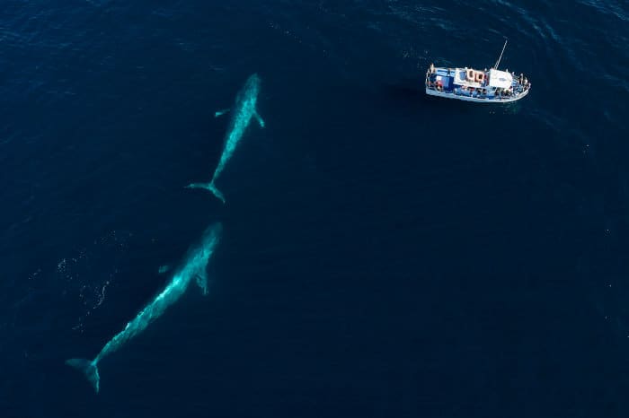 Aerial view of two blue whales and a boat, Monterey Bay