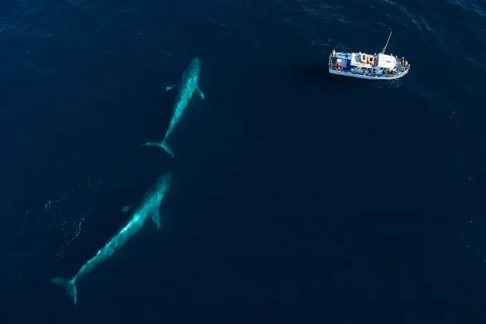 Aerial view of two blue whales and a boat, Monterey Bay