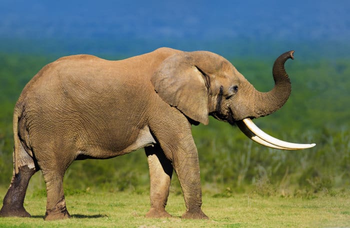 Elephant bull, with huge tusks, sniffing the air with its trunk