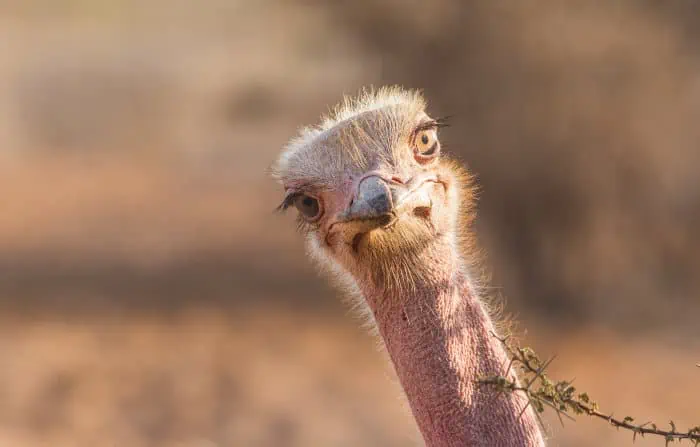 Funny ostrich shot, staring at the photographer in a sideways manner