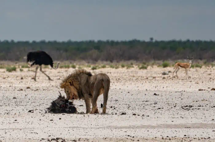Male lion with freshly killed ostrich, Etosha