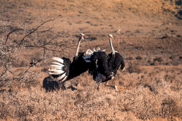 Two adult male ostriches fighting, in the Karoo