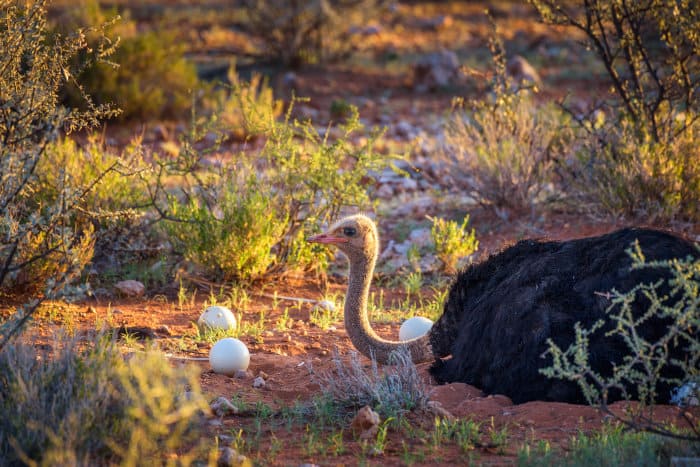 Ostrich guarding its nest in the Kalahari, Namibia