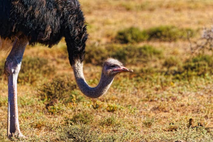 Male ostrich with its head held close to the ground, Addo