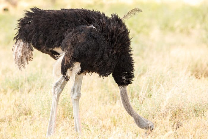 Ostrich with its head deep in the grass, looking for things to eat
