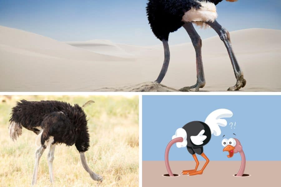 Ostriches burying their heads in the sand - myth debunked