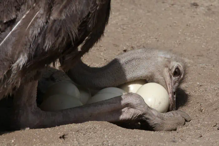 Female ostrich inspecting its eggs in the nest