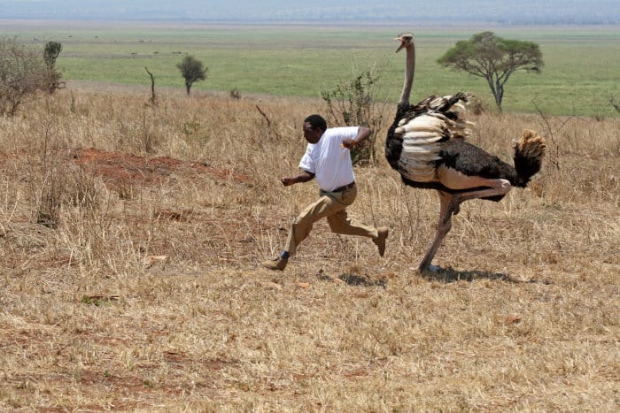 Ostrich attacks human in Tanzania