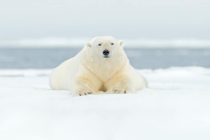 Large polar bear chilling on an iceberg