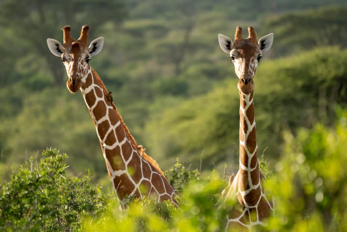 Two reticulated giraffes popping out of thick bush