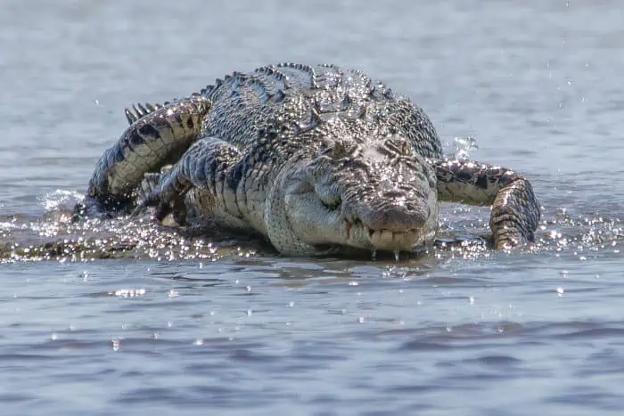 Saltwater croc at Shady Camp, Northern Territory