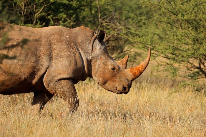 White rhinoceros with red ochre on its horn