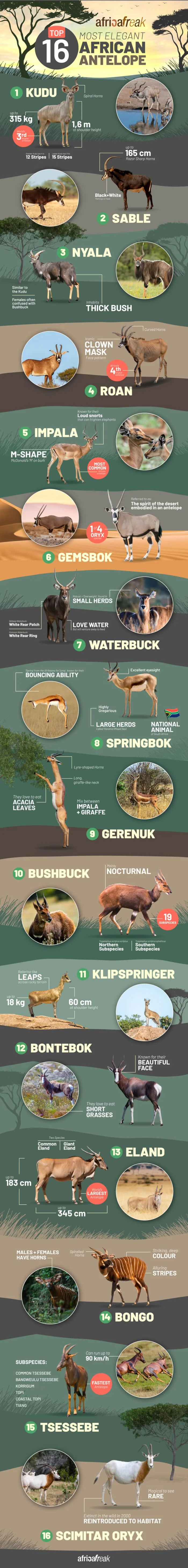 Colourful infographic about the most elegant African antelope