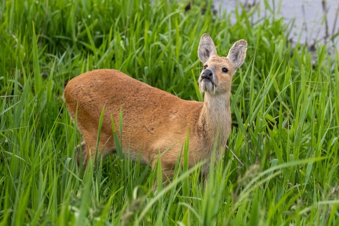 Chinese water deer with its odd-looking tusks