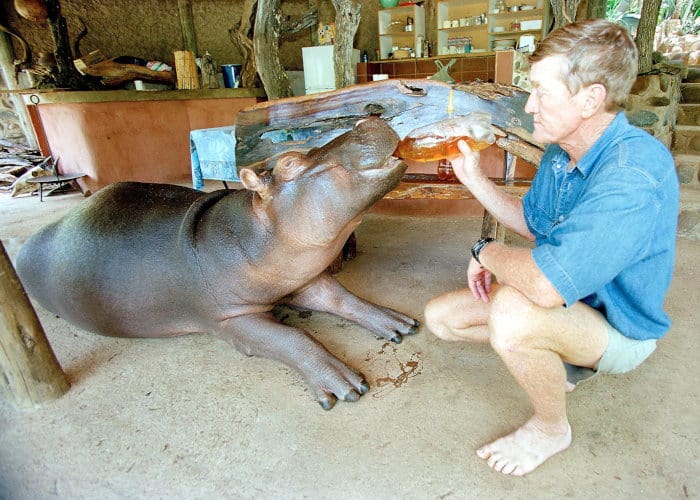 Jessica the hippo drinking rooibos tea, being fed by Tonie
