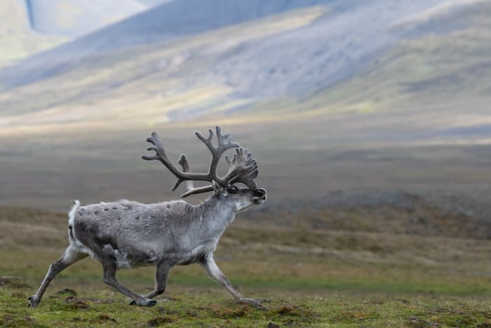Svalbard reindeer running across the tundra