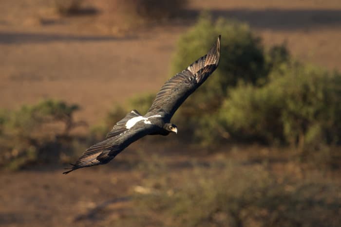 Verreaux's eagle in flight, revealing its distinctive white markings