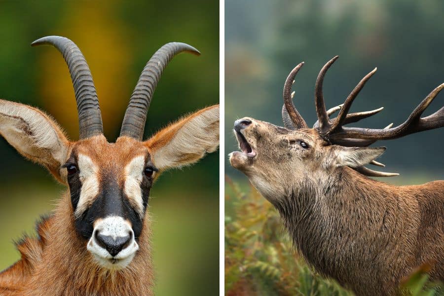 Antelope vs deer comparison
