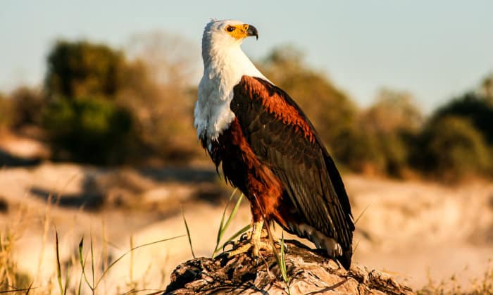 African fish eagle perched on a stump, Botswana