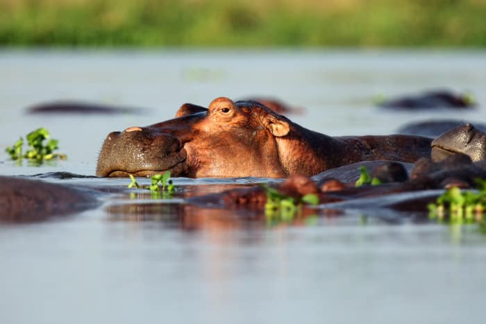 Hippo portrait, amongst water hyacinths