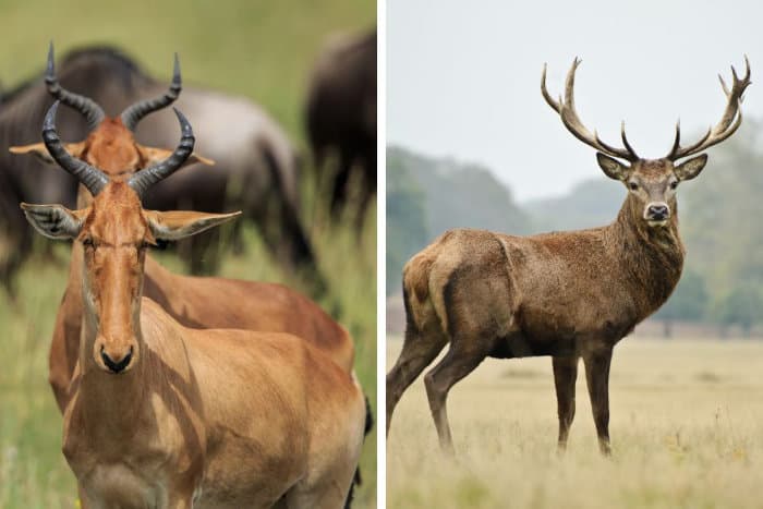Horns vs antlers comparison