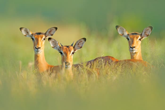 Two female impalas and a young male in thick grass